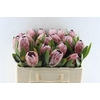Protea Pink Ice