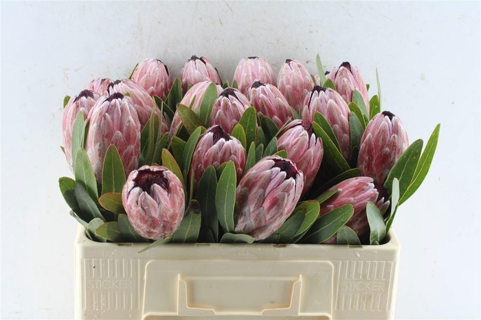 <h4>PROTEA PINK ICE</h4>