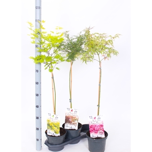 ACER OV