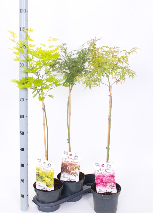 ACER OV