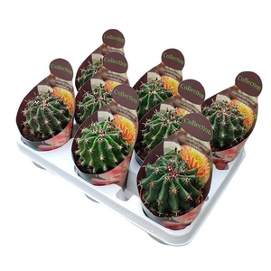 Ferocactus Horridus Brevispinus Potcover