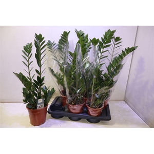 Zamio Zamiifolia