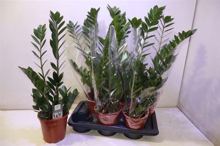 <h4>Zamio Zamiifolia</h4>