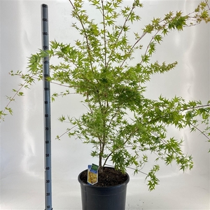 Acer pal. 'Sangokaku'