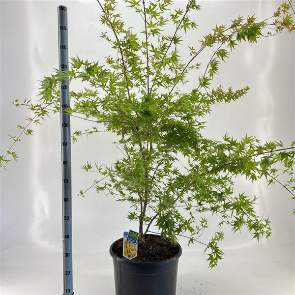 <h4>Acer pal. 'Sangokaku'</h4>