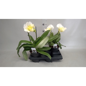 Paphiopedilum  'Amerikaanse hybrid'