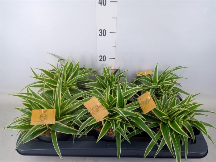 <h4>Chlorophytum com. 'Ocean'</h4>
