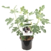 Ficus carica Brown Turkey P24