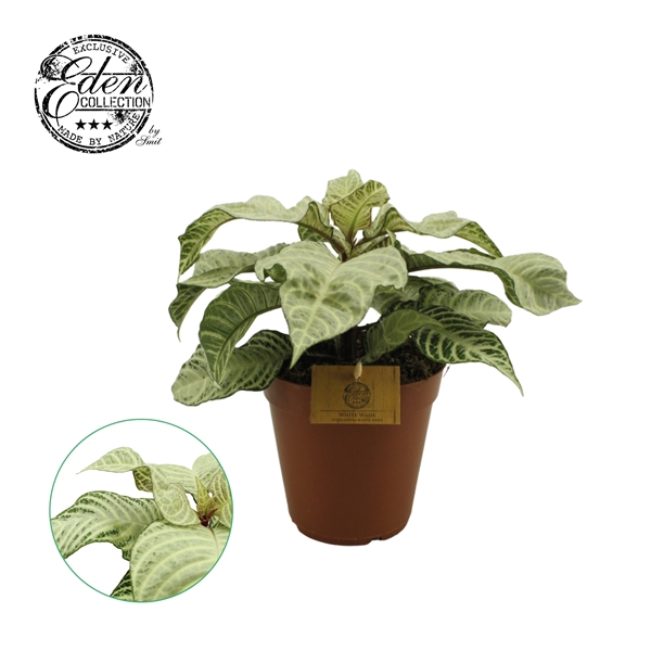 <h4>Aphelandra White Wash 15cm</h4>