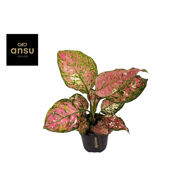 <h4>Aglaonema Jazzy Red</h4>