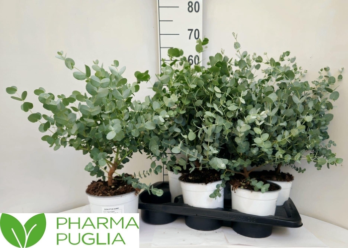 <h4>EUCAL CINEREA</h4>