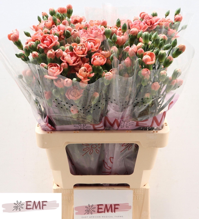 <h4>DI TR MISS TRENDY</h4>