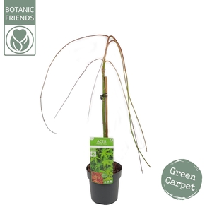 Acer palmatum Ryusen