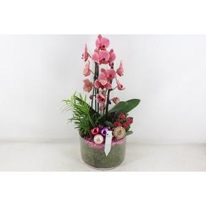 arr2 PL - Glas cilinder phal. lila red