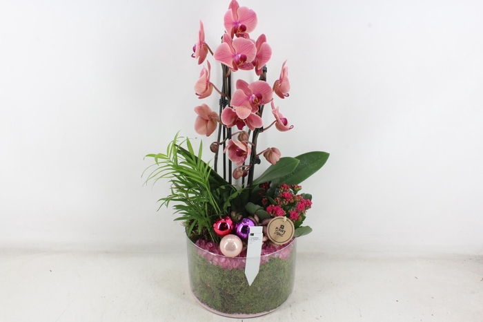 <h4>arr2 PL - Glas cilinder phal. lila red</h4>