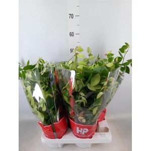 Aeschynanthus  'Mona Lisa'