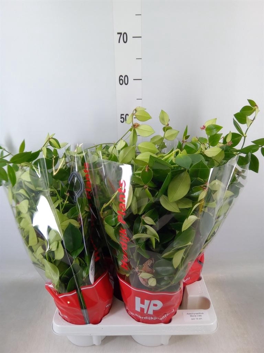 <h4>Aeschynanthus  'Mona Lisa'</h4>