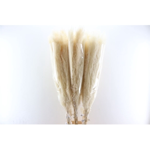 Dried Cortaderia Dadang Bleached 140cm P Stem