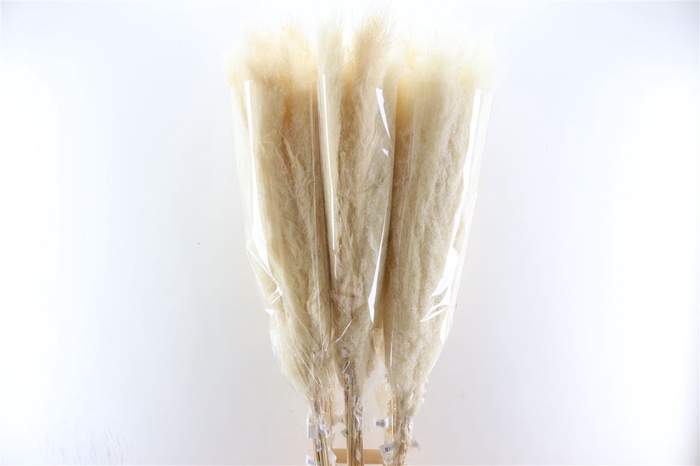 Dried Cortaderia Dadang Bleached 140cm P Stem