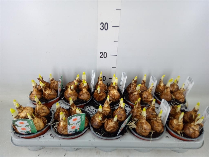 <h4>Narcissus   ...</h4>