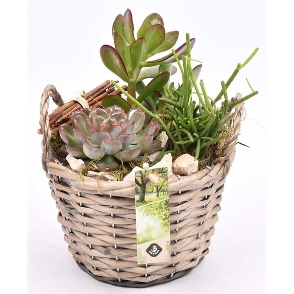 <h4>Wilg mand grijs met oor 18cm</h4>