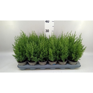 Juniperus chinensis 'Stricta'