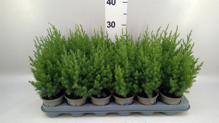 <h4>Juniperus chinensis 'Stricta'</h4>