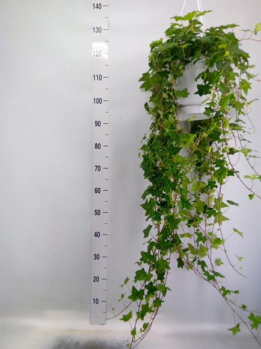 <h4>Hedera helix 'Pittsburgh'</h4>