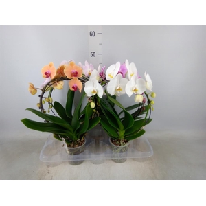Phalaenopsis   ...