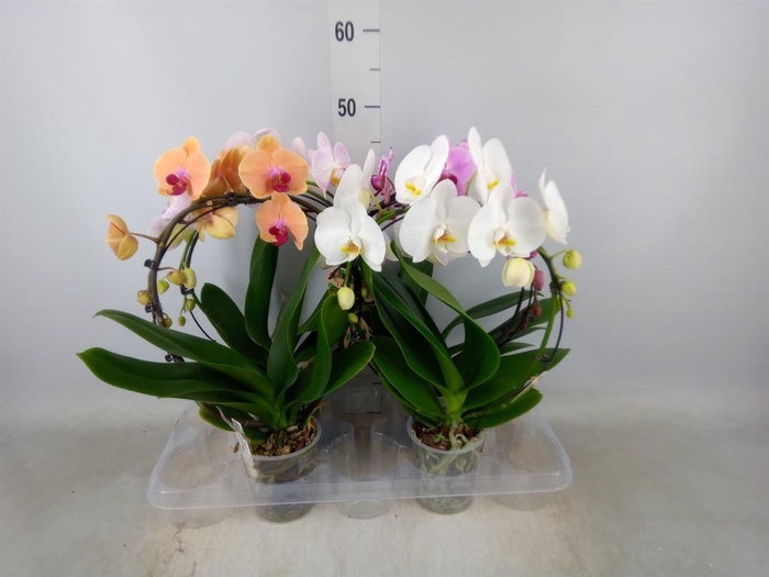 <h4>Phalaenopsis   ...</h4>