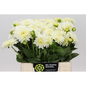 Dahlia White Cap
