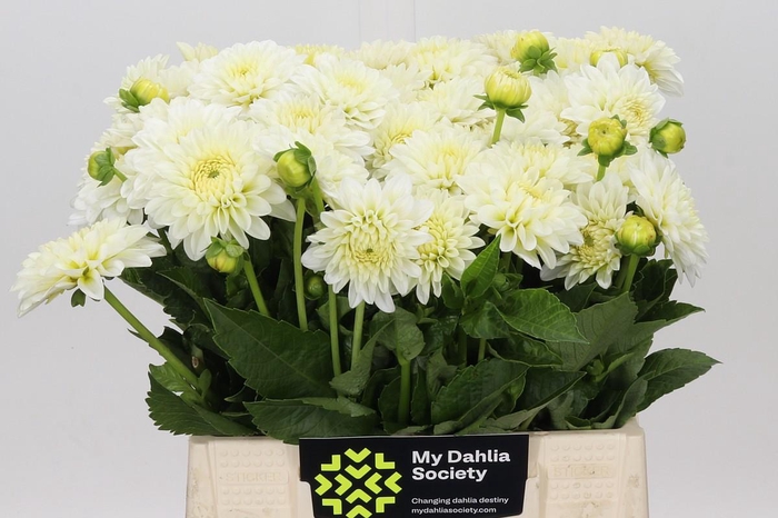 <h4>Dahlia White Cap</h4>