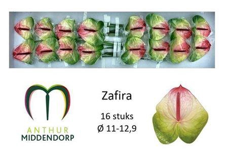 <h4>Anth A Zafira</h4>
