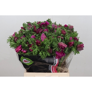 Anemone Mistral Plus Cerise