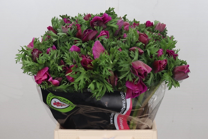 <h4>Anemone Mistral Plus Cerise</h4>