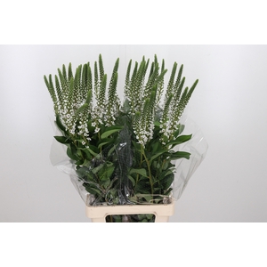 Lysimachia Clethroides