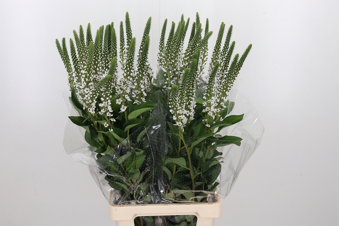 <h4>Lysimachia Clethroides</h4>