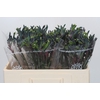 Anigozanthos Celebrations Firework