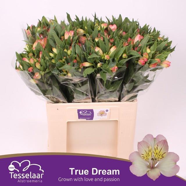 <h4>ALSTR TRUE DREAM</h4>