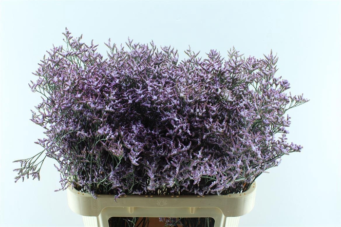 <h4>Lim Saf Lilac</h4>