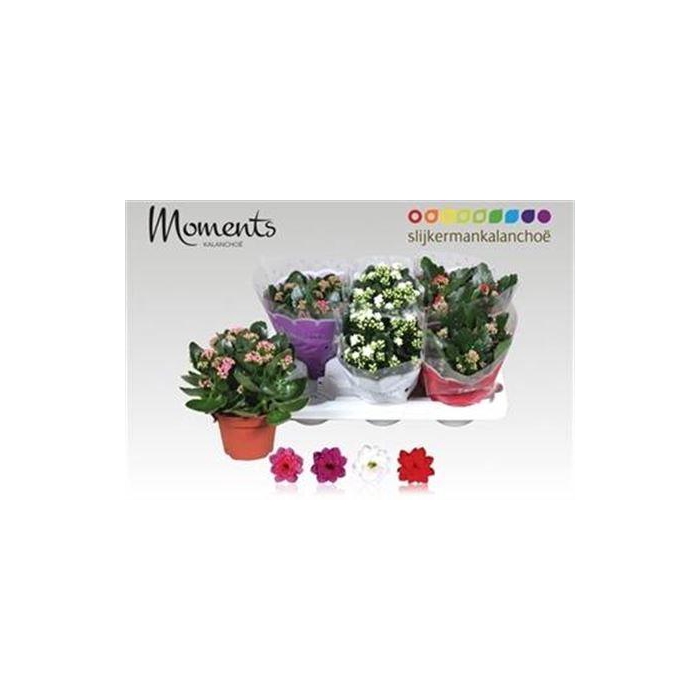 <h4>Kal Ge Gem 4 Kl</h4>