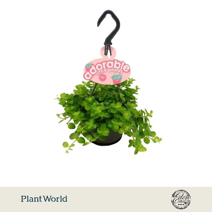 <h4>Peperomia Rotundifolia hangpot Adorable collection</h4>