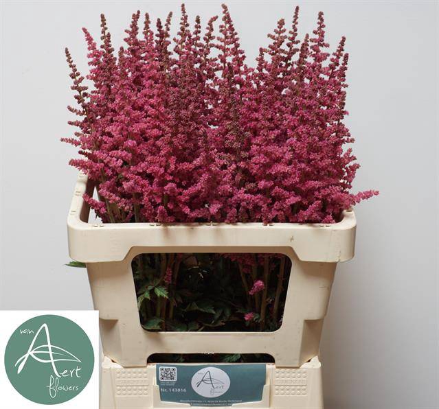 Astilbe hard rock