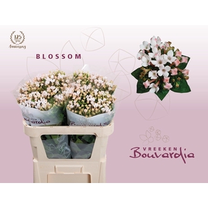 Bouvardia si blossom