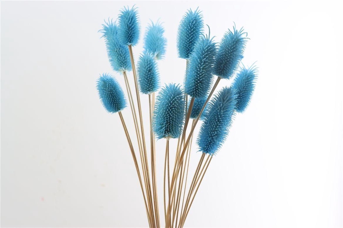 <h4>Dried Cardi Mini 12pcs L Blue Bunch</h4>
