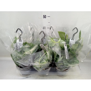 Scindapsus pictus 'Argyraeus'