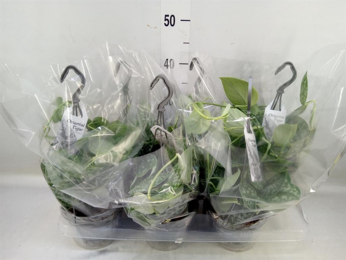 <h4>Scindapsus pictus 'Argyraeus'</h4>