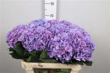 <h4>Hydr M Cassanova</h4>