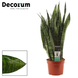 Sansevieria Zeylanica Regular 17 cm (Decorum)
