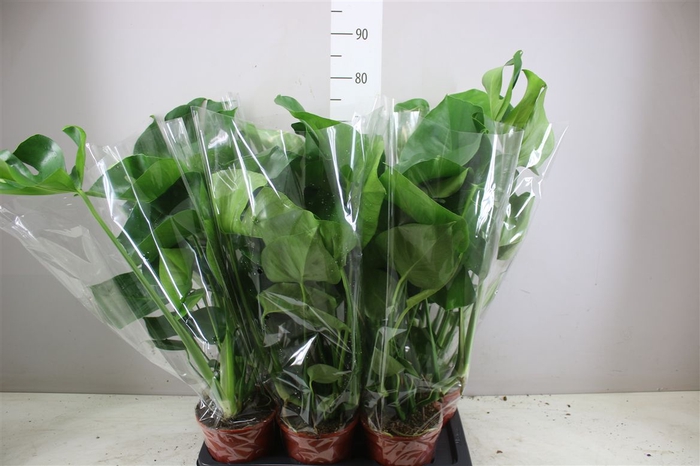 <h4>Monstera Deliciosa</h4>